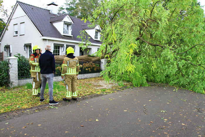 Dikke boom omgewaaid door storm