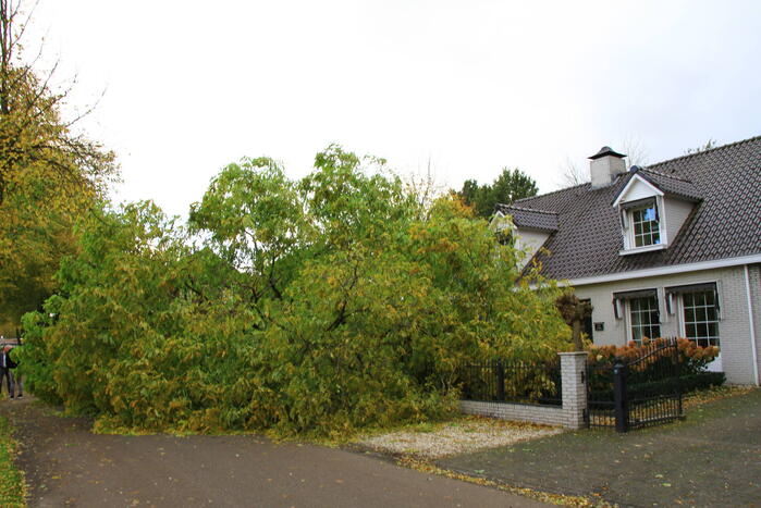 Dikke boom omgewaaid door storm