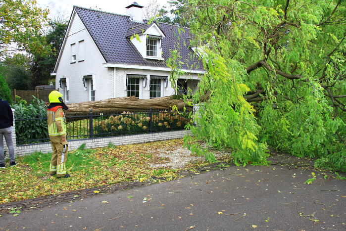 Dikke boom omgewaaid door storm