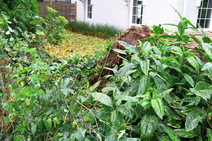 Dikke boom omgewaaid door storm