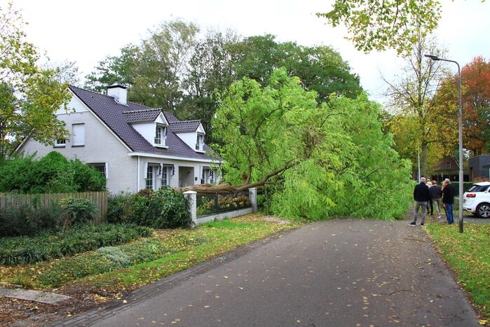 Dikke boom omgewaaid door storm