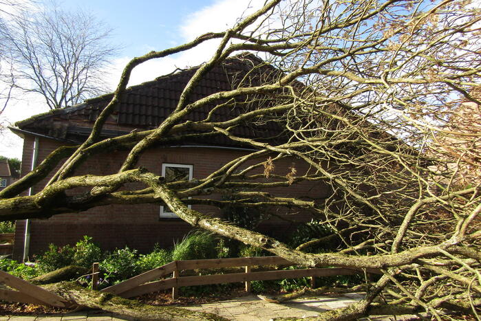 Omgewaaide boom beschadigd woning
