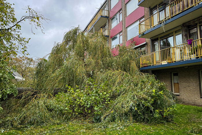 Grote boom omgevallen tegen flat