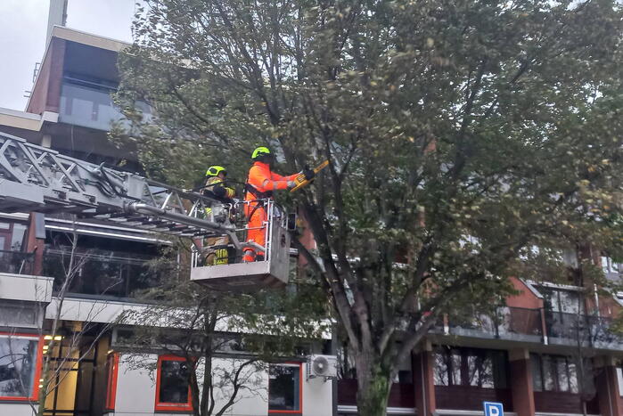 Boom dreigt door midden te breken