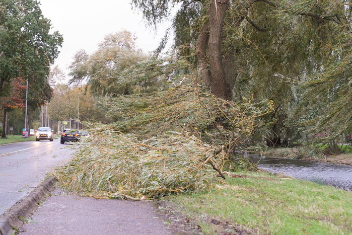 Grote tak breekt uit boom