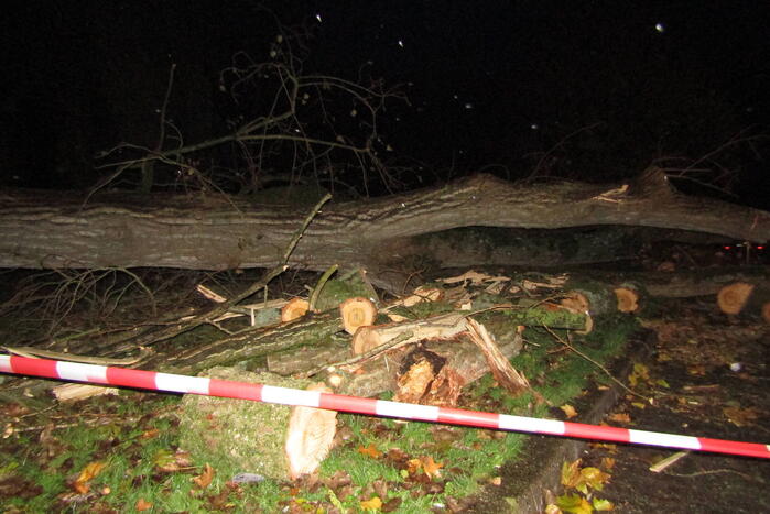 Auto zwaar beschadigd door omgevallen boom