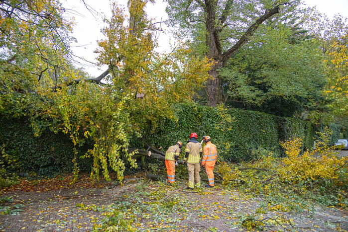 Grote boom waait om door storm