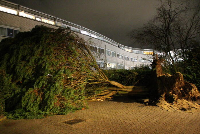 Gigantische boom valt om voor ingang van gebouw