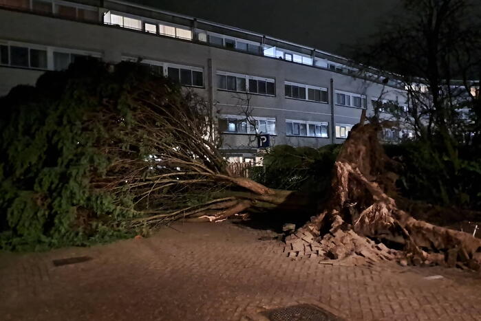 Gigantische boom valt om voor ingang van gebouw