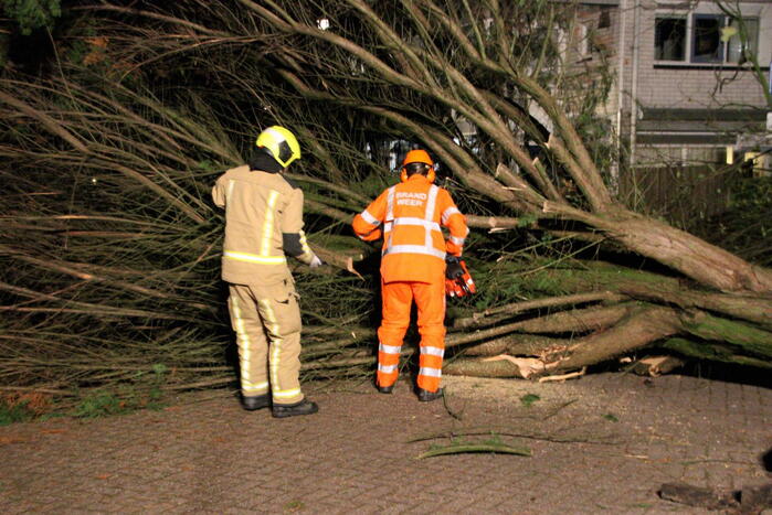 Gigantische boom valt om voor ingang van gebouw