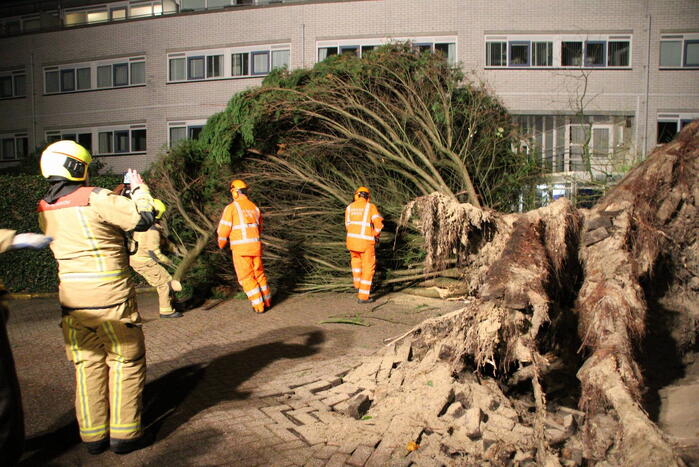Gigantische boom valt om voor ingang van gebouw