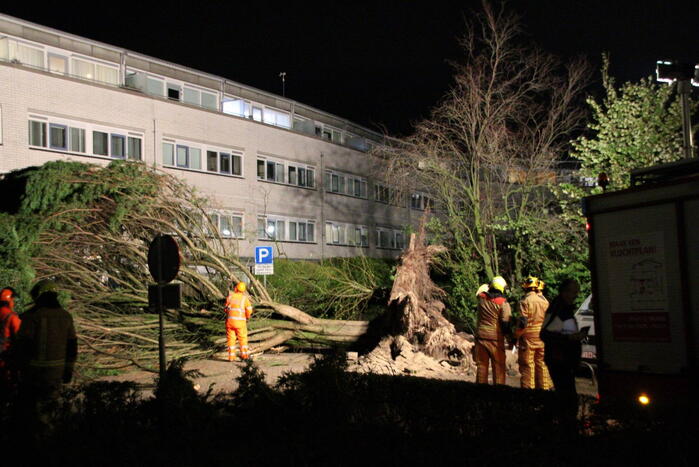 Gigantische boom valt om voor ingang van gebouw
