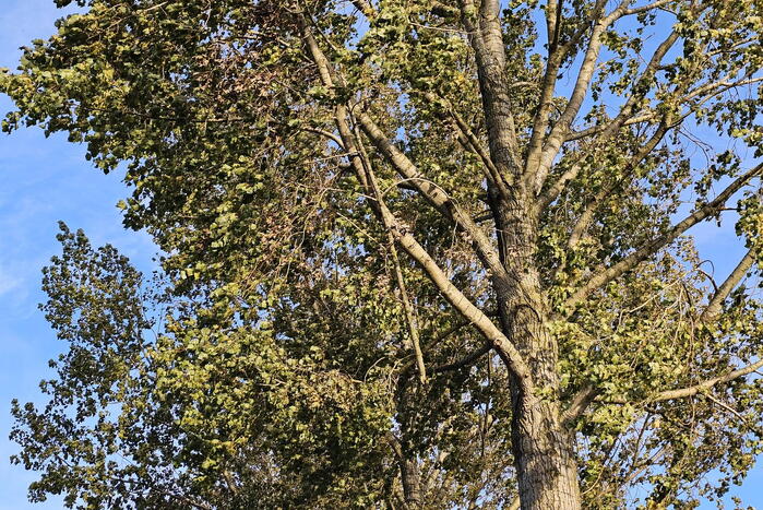 Brandweer ingezet voor gevaarlijk hangende tak