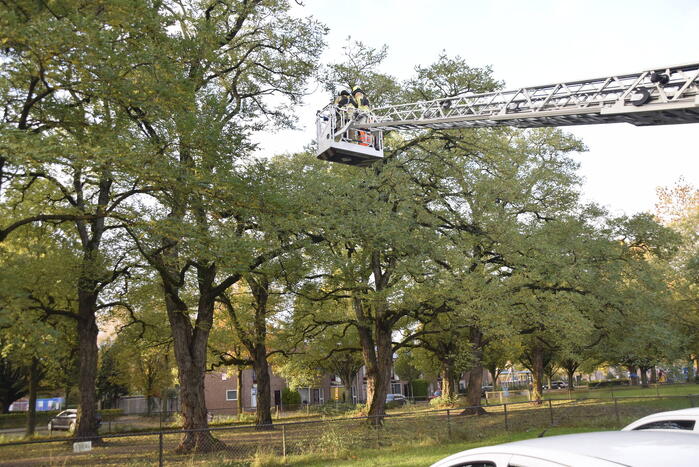 Brandweer verwijdert loshangende tak