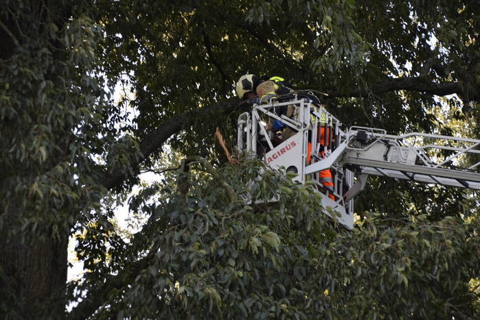 Tak van grote boom breekt af