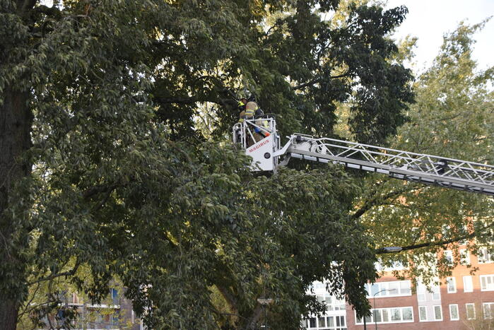Tak van grote boom breekt af