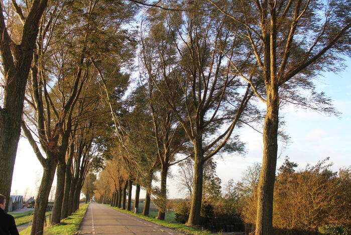 Brandweer ingezet voor afgebroken tak