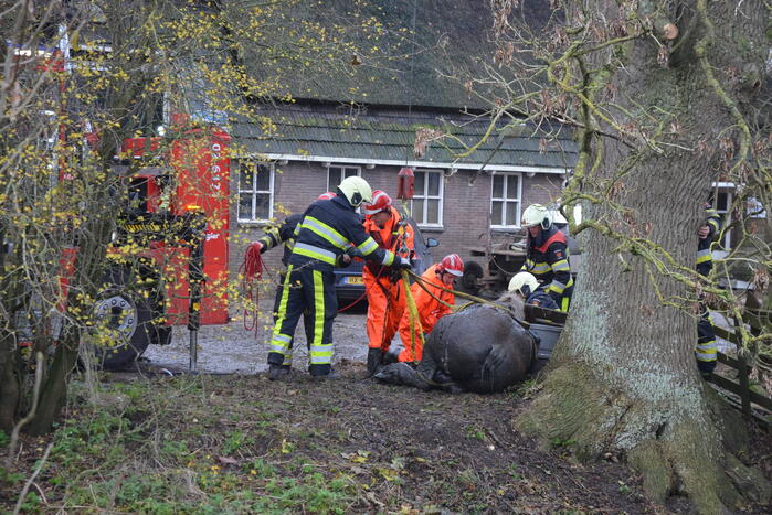 Paard uit het water gered met kraan