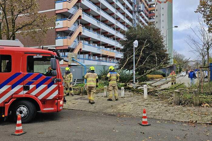 Omgevallen boom beschadigd lantaarnpaal