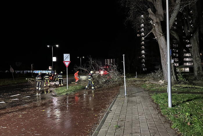 Grote tak breekt uit boom