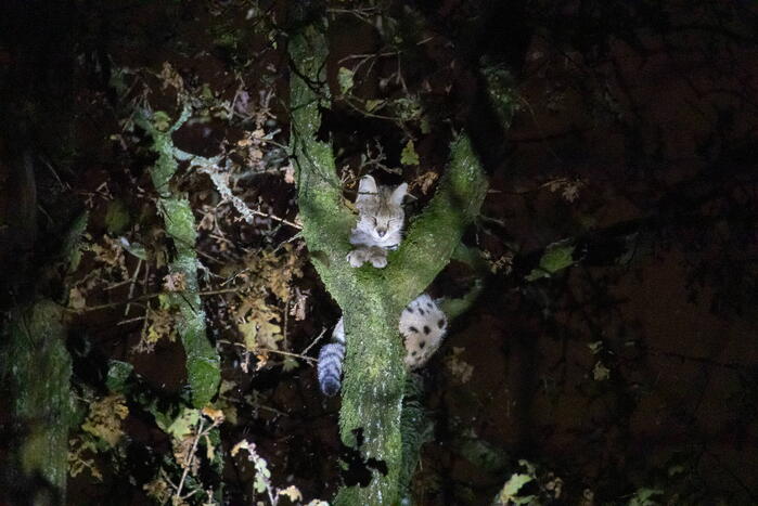 Brandweer ingezet voor vermiste serval