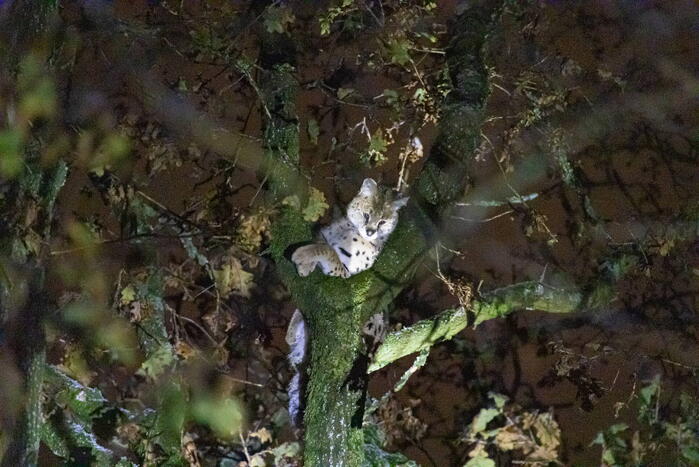 Brandweer ingezet voor vermiste serval