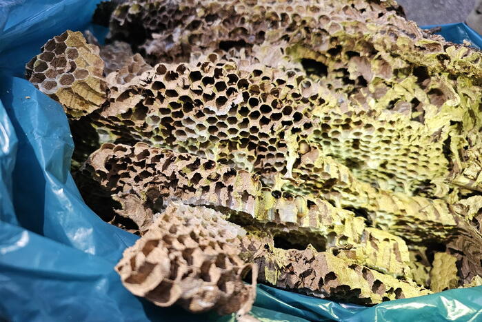 Nest Aziatische Hoornaars verwijderd met behulp van hoogwerker