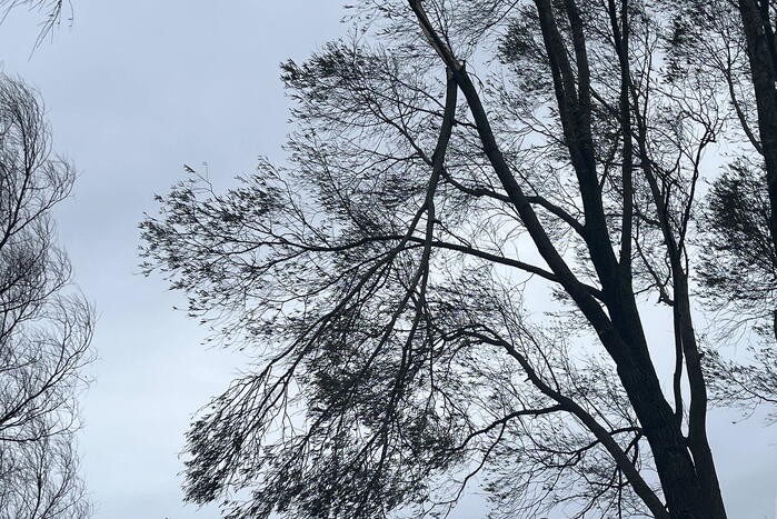 Grote tak dreigt uit boom te waaien