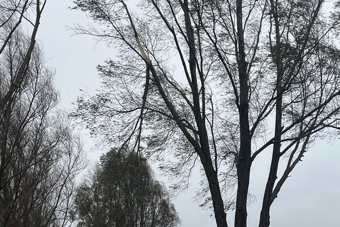 Grote tak dreigt uit boom te waaien