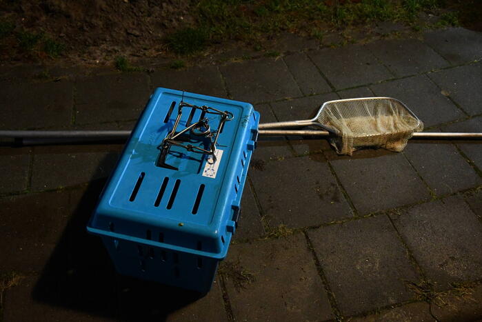 Aalscholver met klem om nek gered