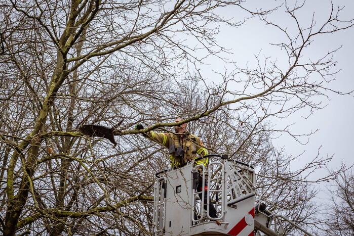 Kat springt uit hoge boom bij reddingsactie