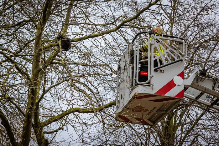 Kat springt uit hoge boom bij reddingsactie