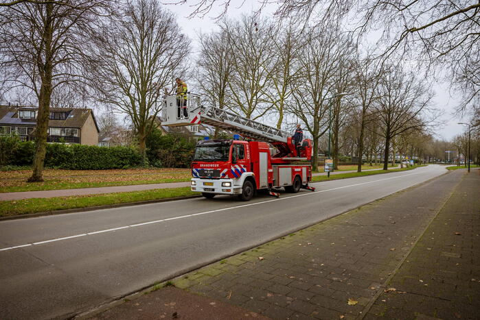 Kat springt uit hoge boom bij reddingsactie