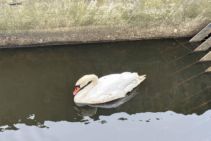 Brandweer bevrijdt vastzittende zwaan