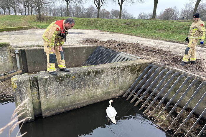 Brandweer bevrijdt vastzittende zwaan