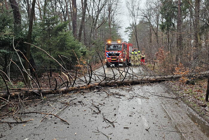 Twee bomen geveld door storm Pia