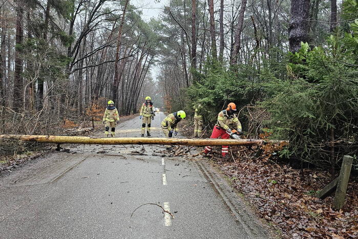 Twee bomen geveld door storm Pia
