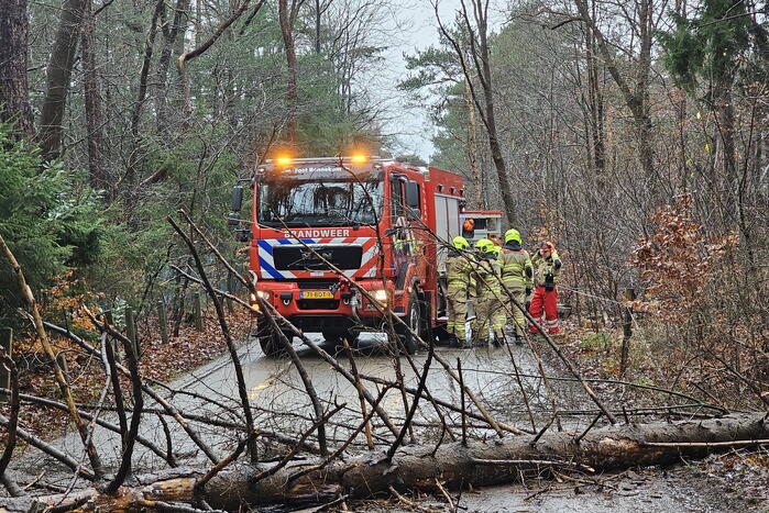 Twee bomen geveld door storm Pia