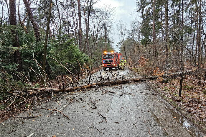 Twee bomen geveld door storm Pia