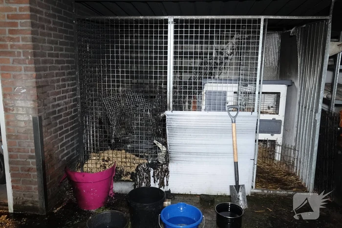 Konijnen overleven brand in hok niet