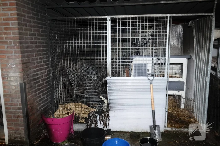 Konijnen overleven brand in hok niet