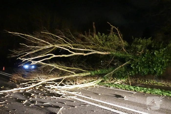 Automobilist ontwijkt ternauwernood een vallende boom