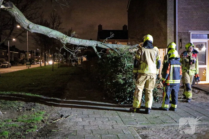 Grote tak breekt af en valt op schutting