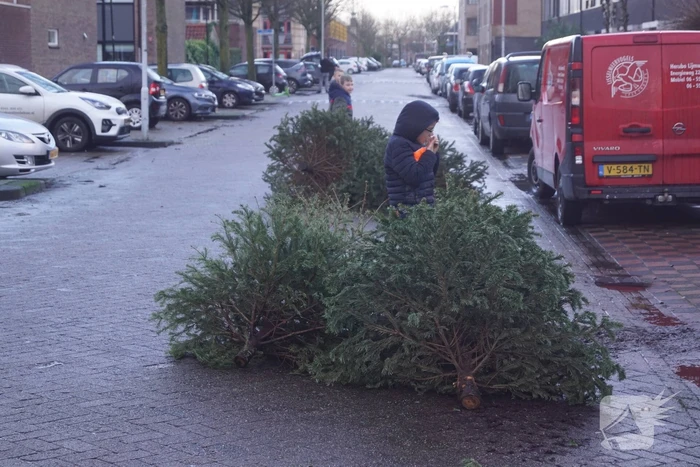 Kinderen verdienen geld met het inzamelen van kerstbomen