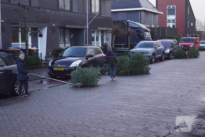 Kinderen verdienen geld met het inzamelen van kerstbomen