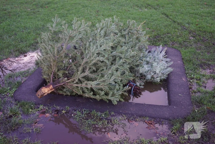 Kinderen verdienen geld met het inzamelen van kerstbomen