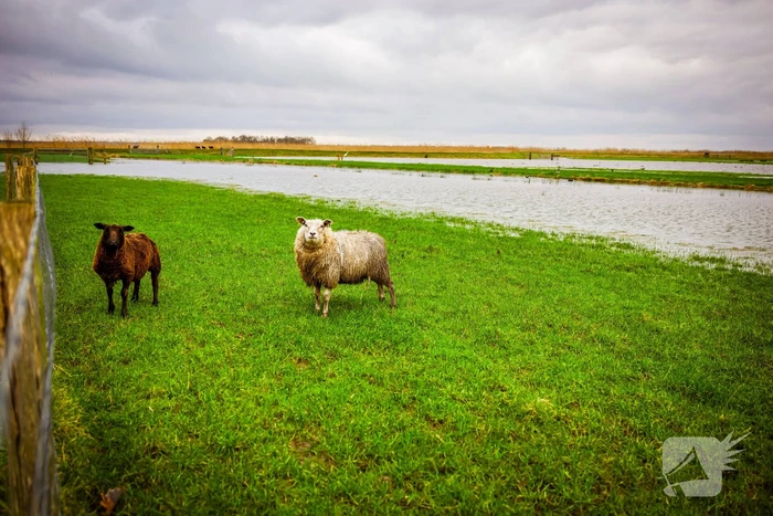 Hoogwater in de polder
