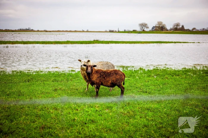 Hoogwater in de polder