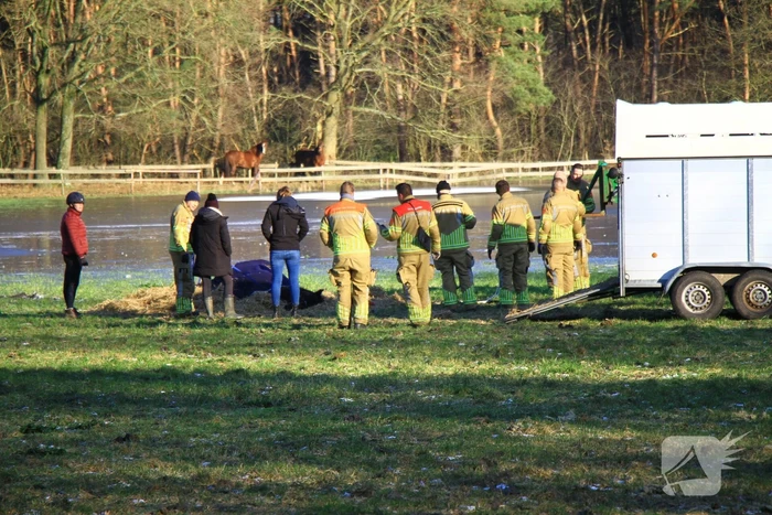 Brandweer ingezet voor een paard in nood