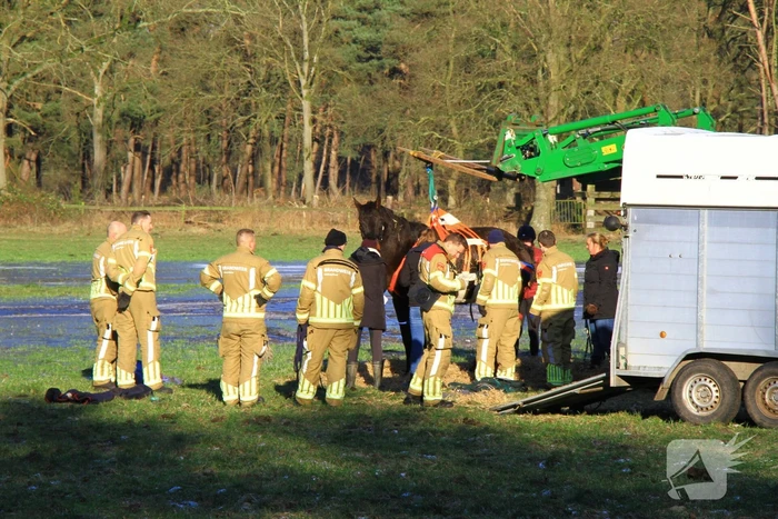 Brandweer ingezet voor een paard in nood